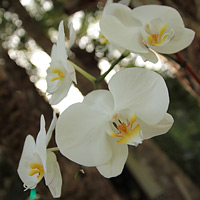 Orchids