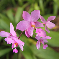 Ground Orchid