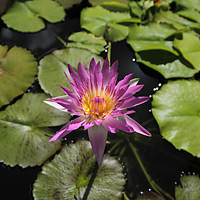 water lily