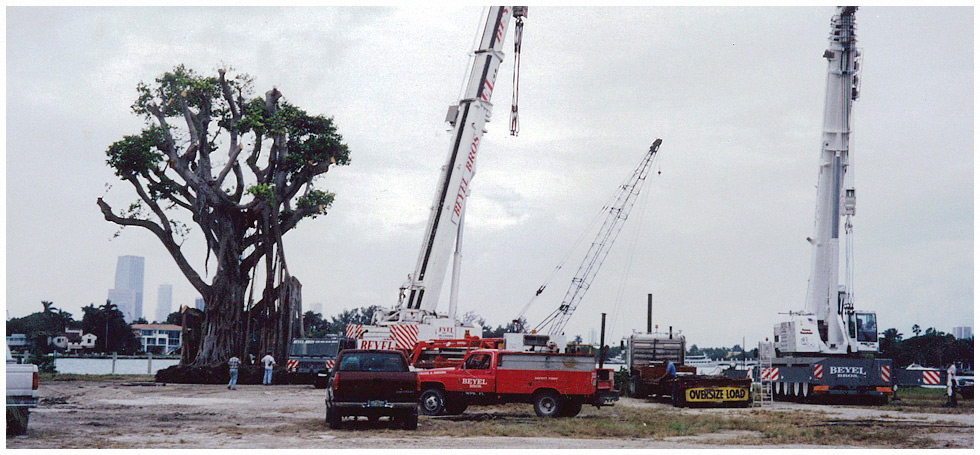 Ficus Relocation